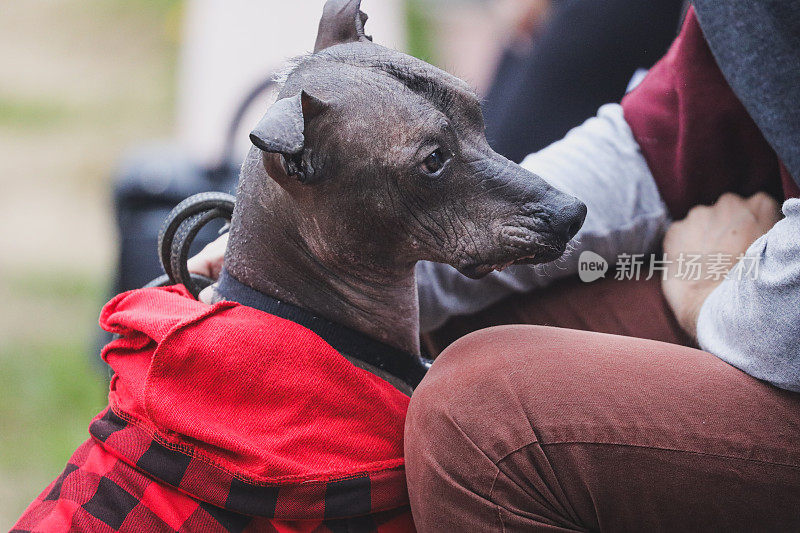 这是一种秋季流行的墨西哥裸体狗，也叫Xolo, Xoloitzcuintli或墨西哥无毛狗，由主人用皮带牵着。